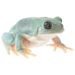 CB Giant Mexican Leaf Frog