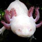 CB Axolotl "Albino"