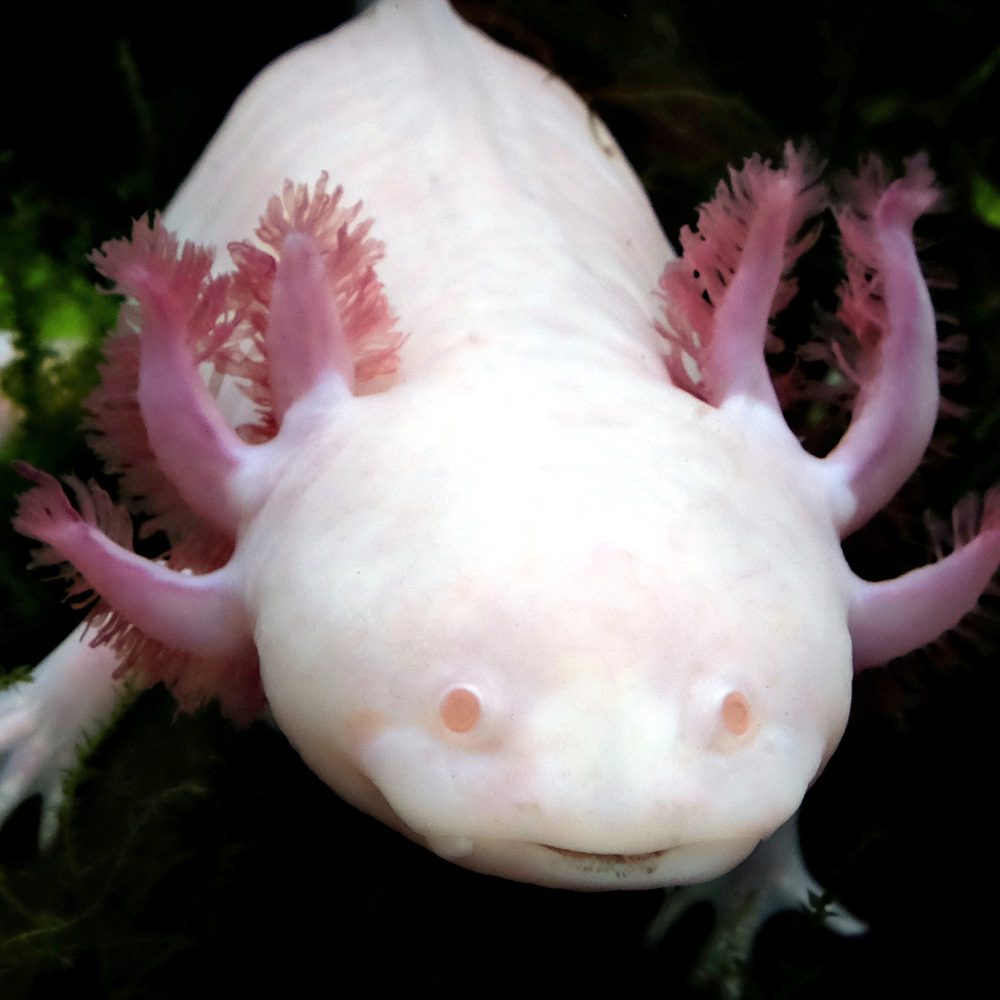CB Axolotl CB Axolotl