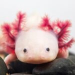 CB Axolotl "Leucistic"
