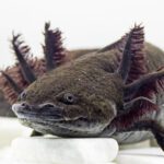 CB Axolotl "Wild Phase"