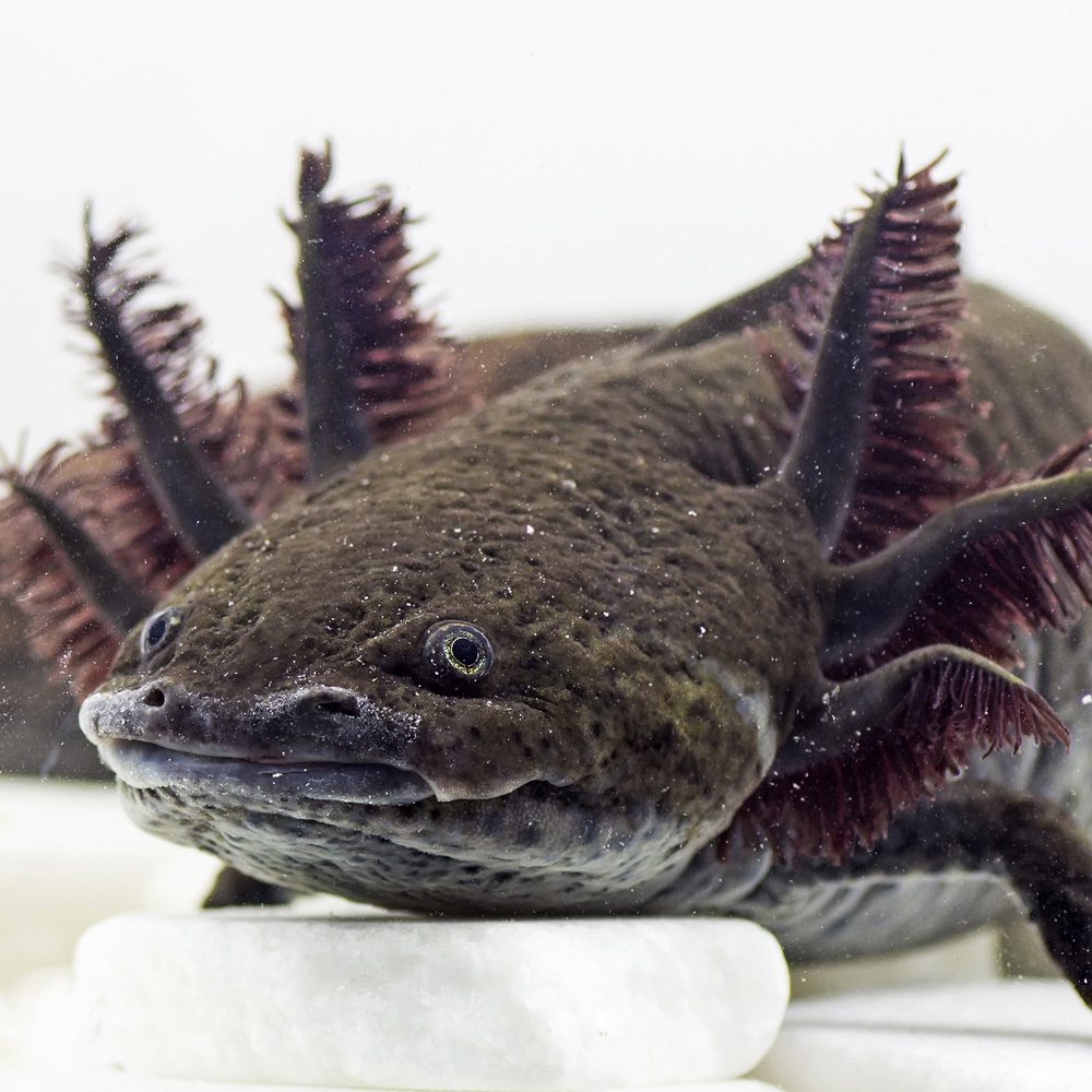 CB Axolotl 