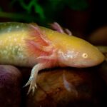 CB Axolotl "Gold"