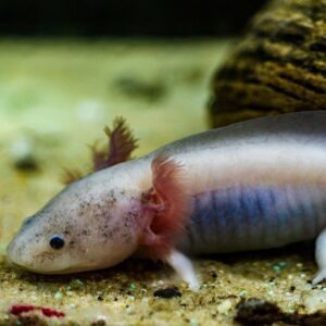 CB Axolotl "Dirty Lucy"
