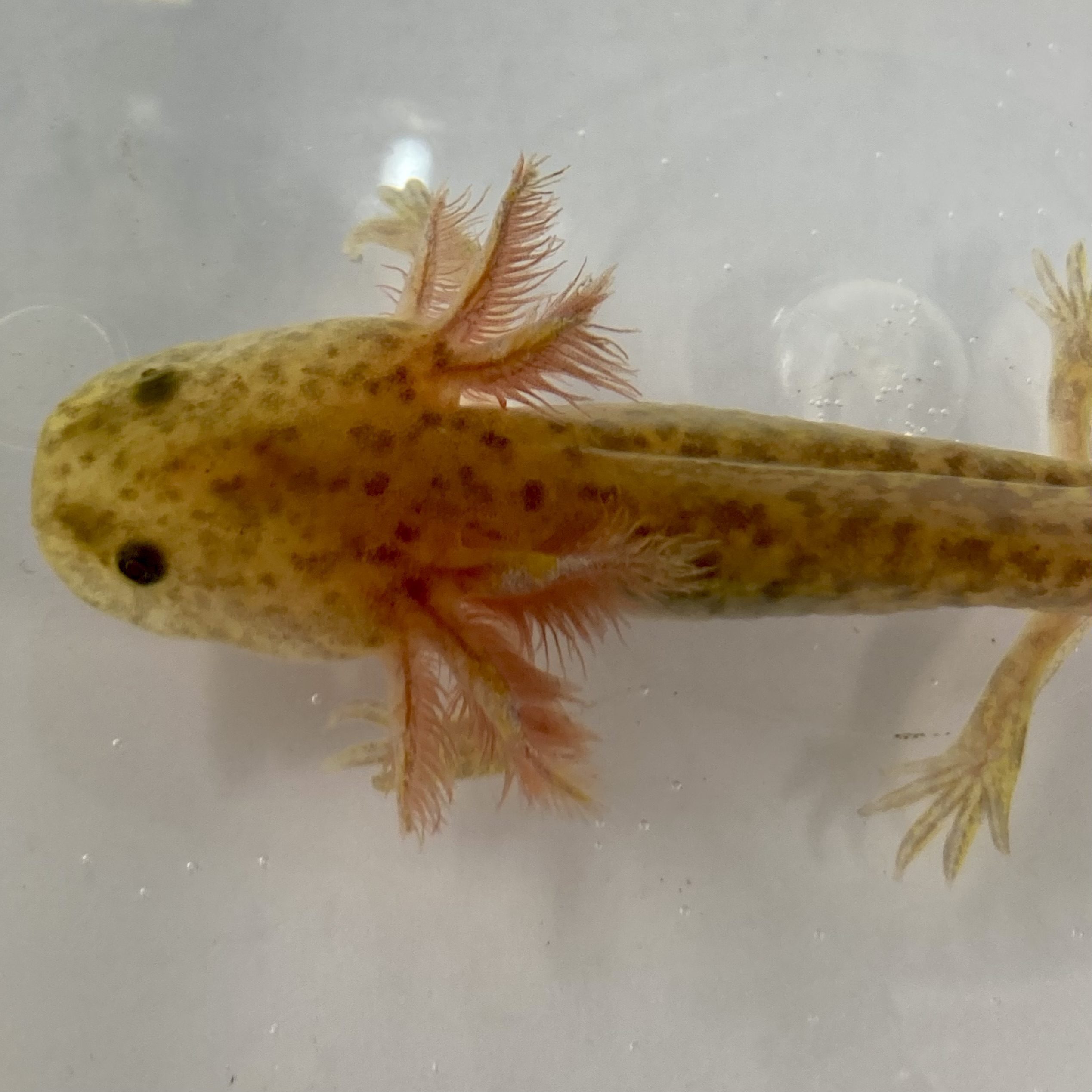 CB Axolotl 