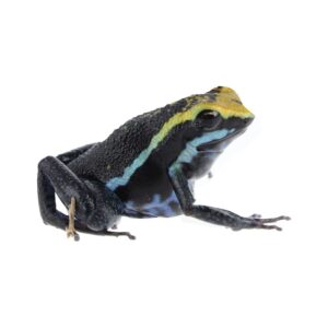 CB Peppered Poison Arrow Frog
