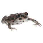 CB Moroccan Rock Toad