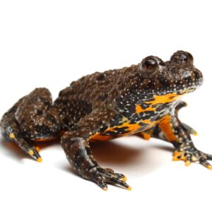 CB European Fire Bellied Toad - PB