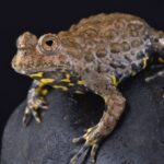 CB Adult Male Giant Fire Bellied Toad