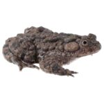 CB Giant Fire Bellied Toad