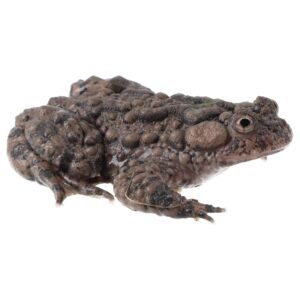 CB Giant Fire Bellied Toad