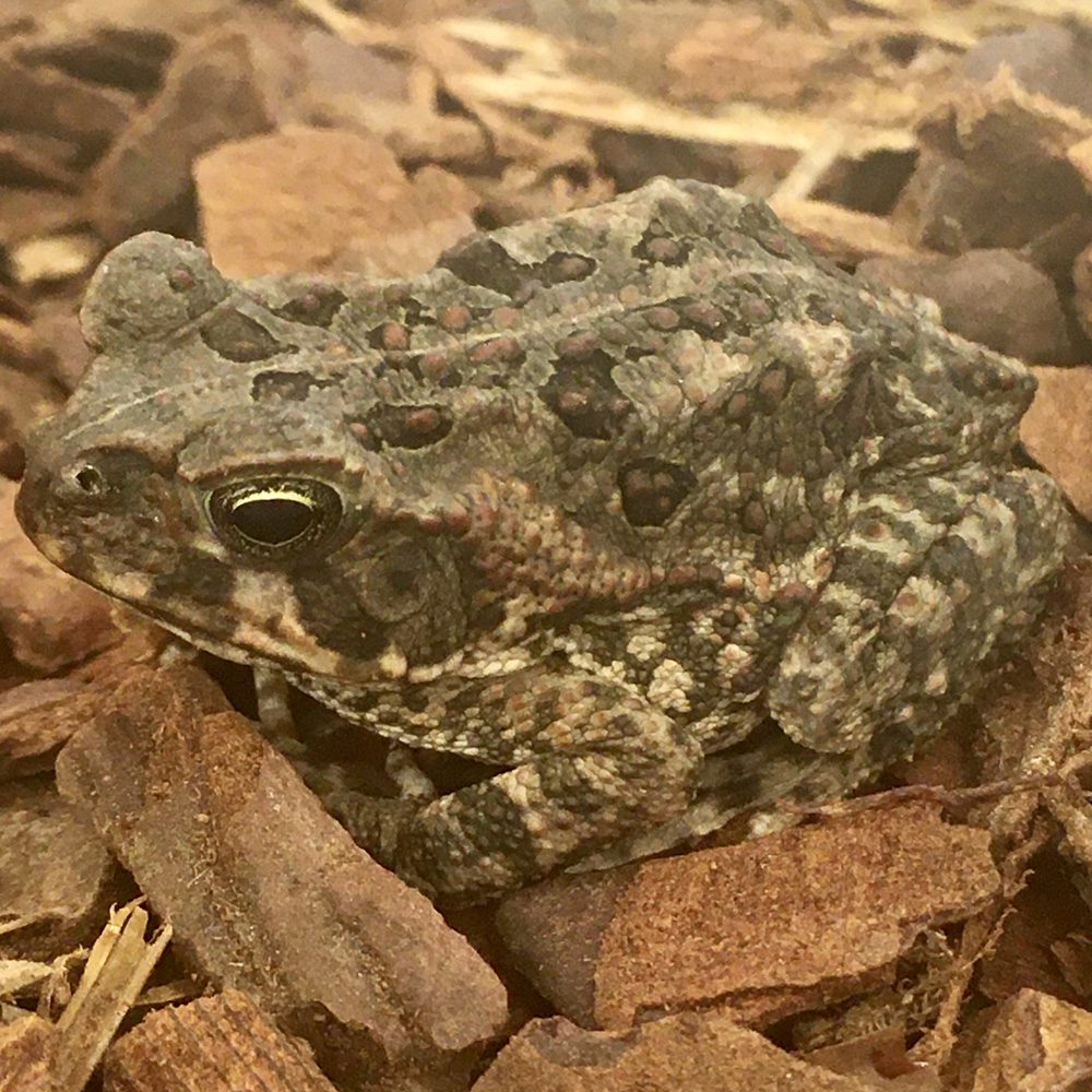 CB Giant Cane Toad
