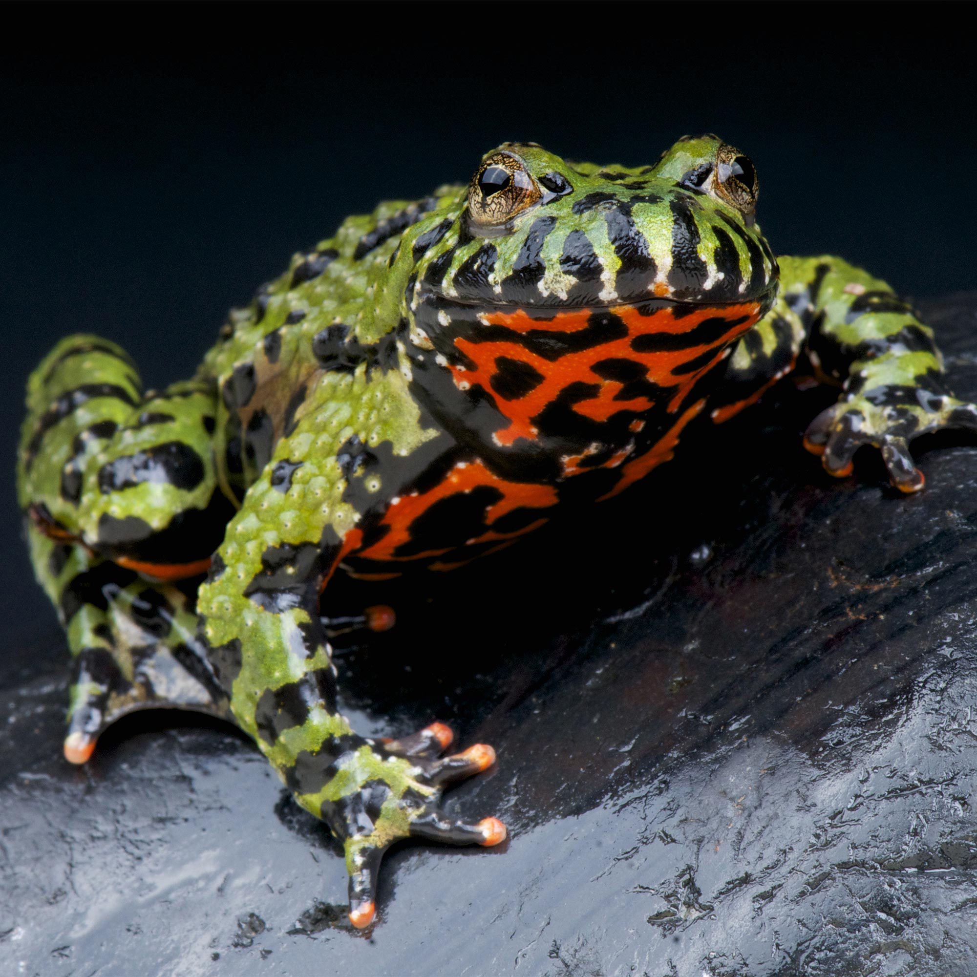 CB Oriental Fire Bellied Toad *BUNDLE OF 5*