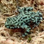 CB BLUE Oriental Fire Bellied Toad
