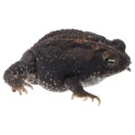 CB Oak Toad