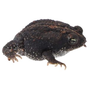 CB Oak Toad