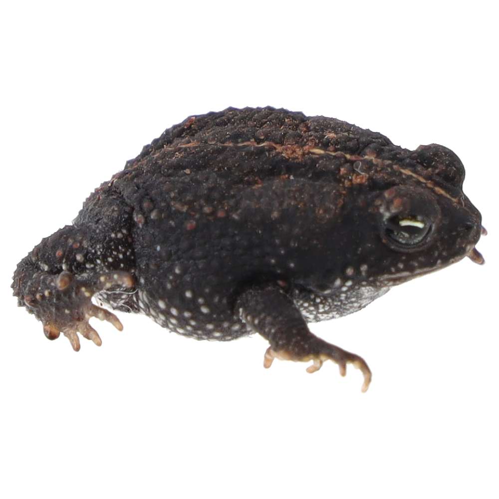 CB Oak Toad