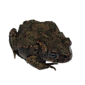 CB European Green Toad