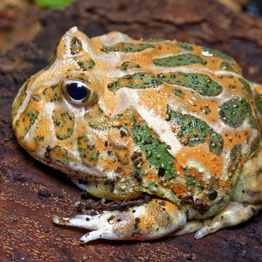 CB Green Horned Frog