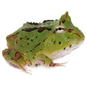 CB Green Fantasy Horned Frog
