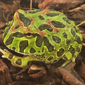 CB Ornate Horned Frog