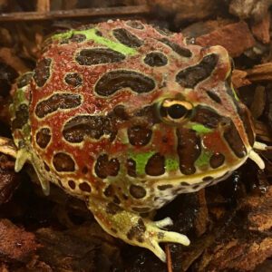 CB Red Ornate Horned Frog