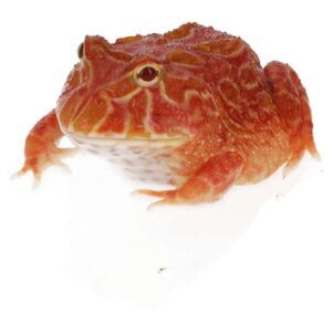 CB Strawberry Horned Frog