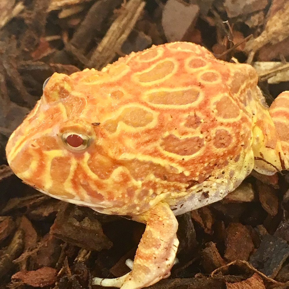 CB Strawberry Horned Frog