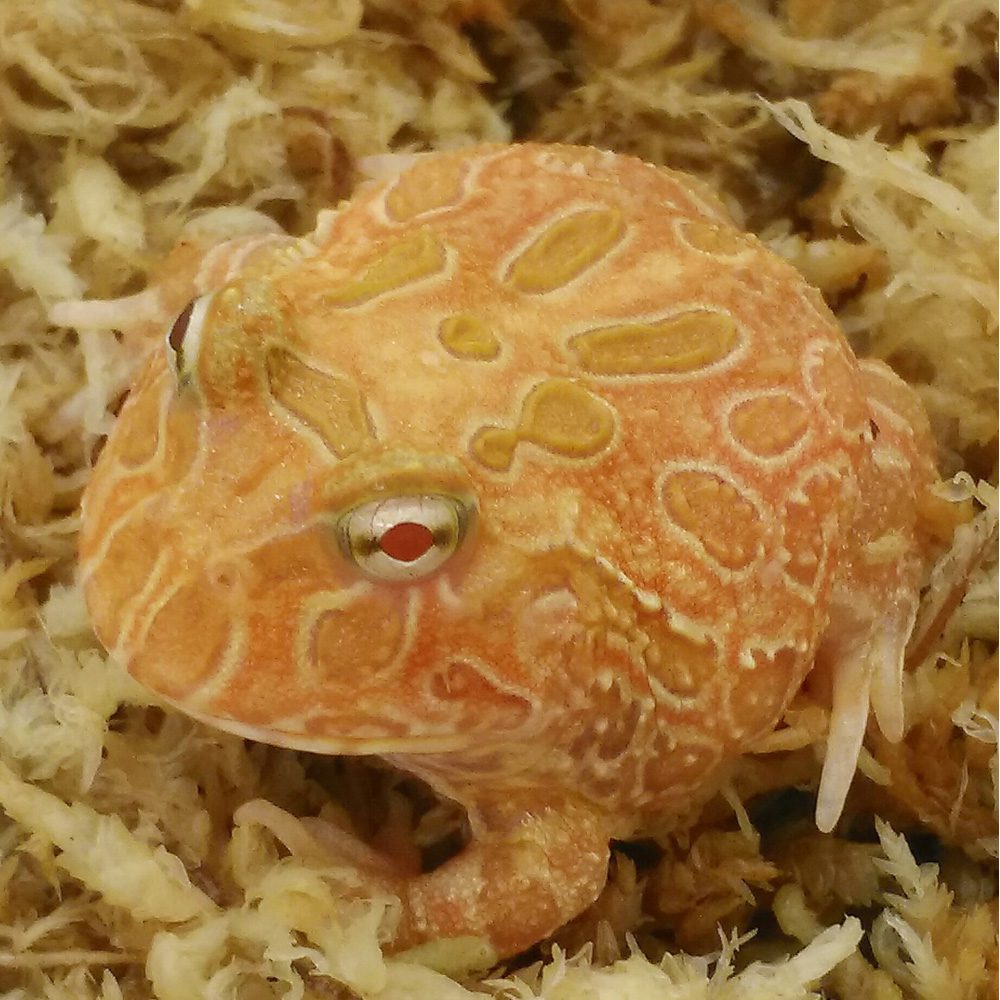 CB Apricot Horned frog