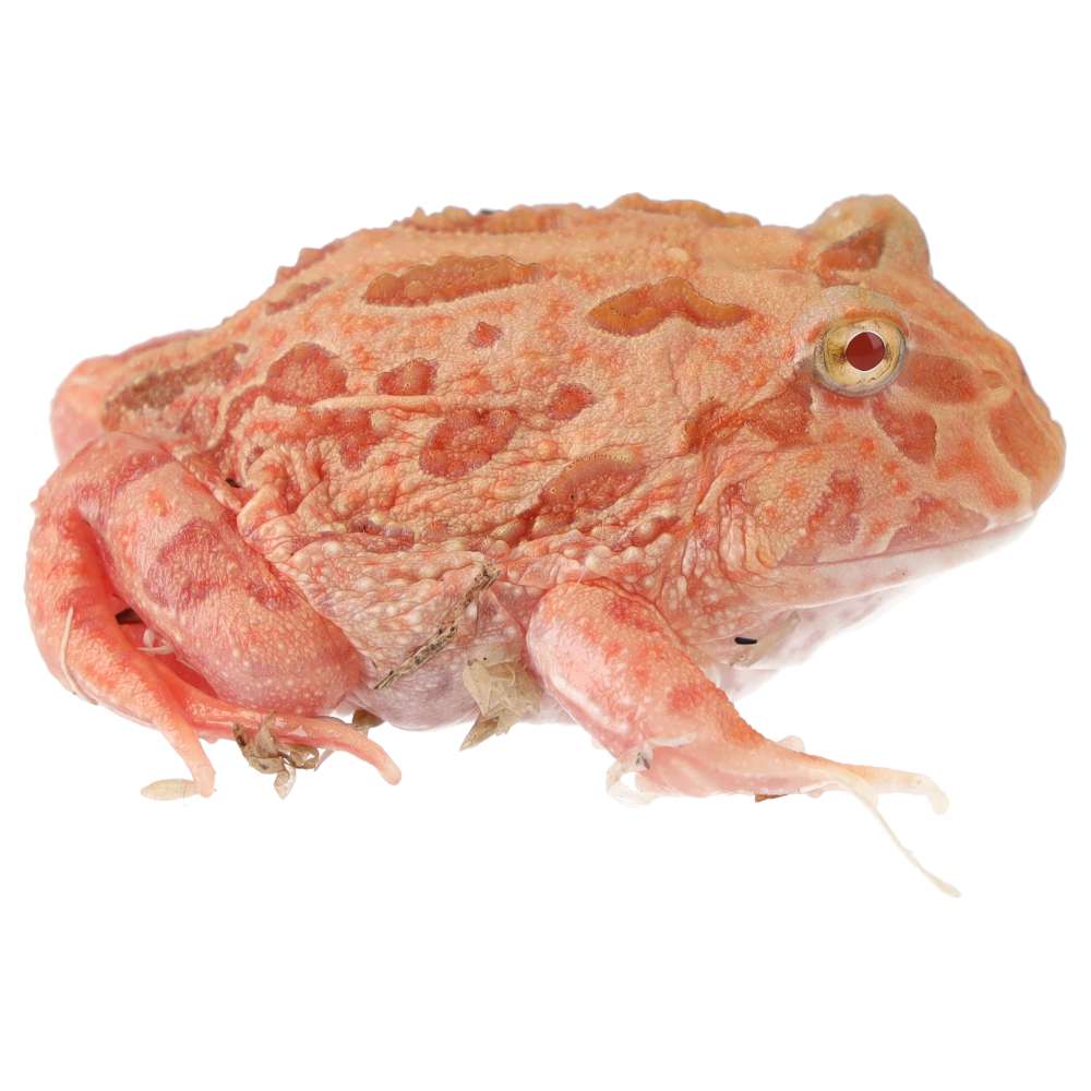 CB Pink Horned Frog