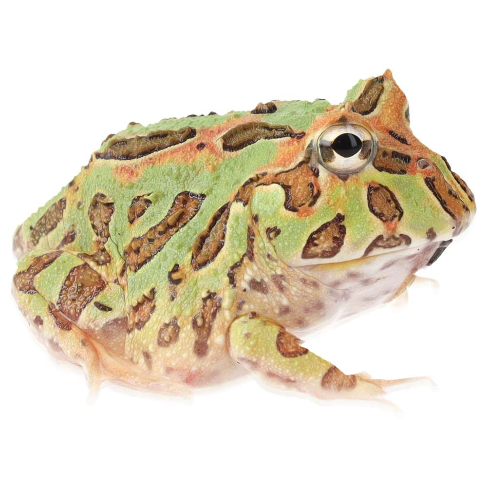 CB Camouflage Horned Frog