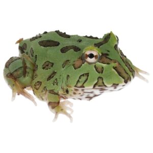 CB Peppermint Horned Frog