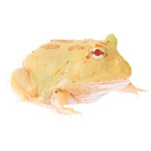 CB Pikachu Horned Frog