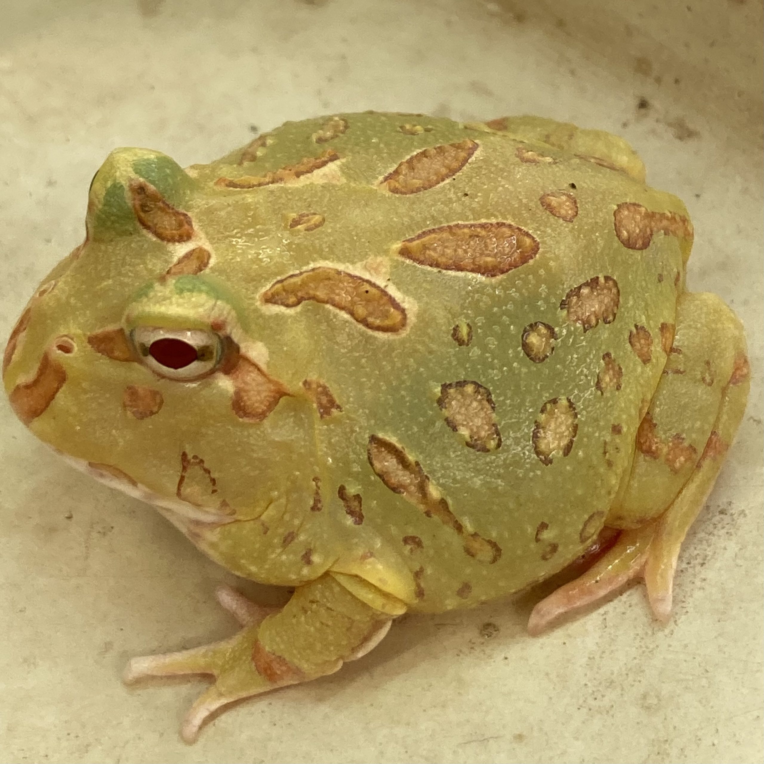 CB Lime-Green Horned Frog