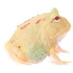 CB Lime-Green Horned Frog