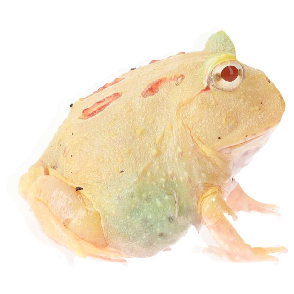 CB Lime-Green Horned Frog