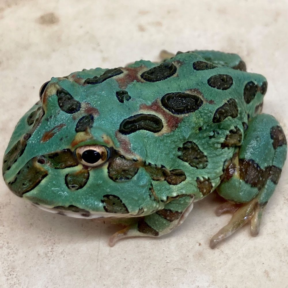 CB Samurai Blue Horned Frog