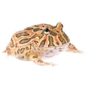 CB Red Coffee Horned Frog