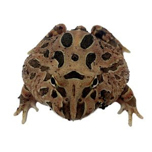 CB Red Coffee Horned Frog