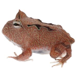CB Red Suriname Horned Frog