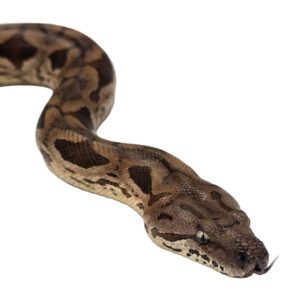 CB  Dumerils Boa Chipped and  A10 CITES Holders Certs