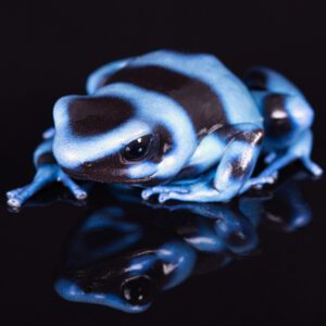 CB Green & Black Poison Arrow Frog "EL COPE"