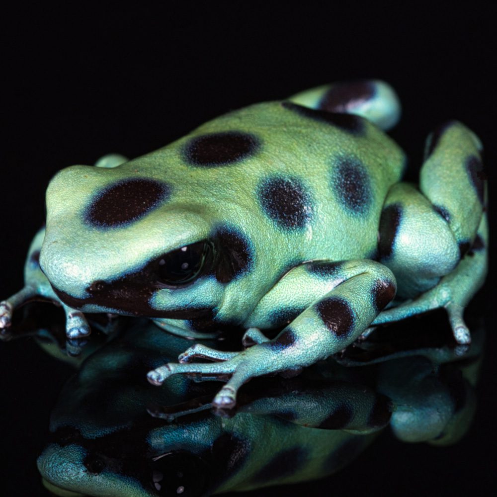 CB Green & Black Poison Arrow Frog MICROSPOT