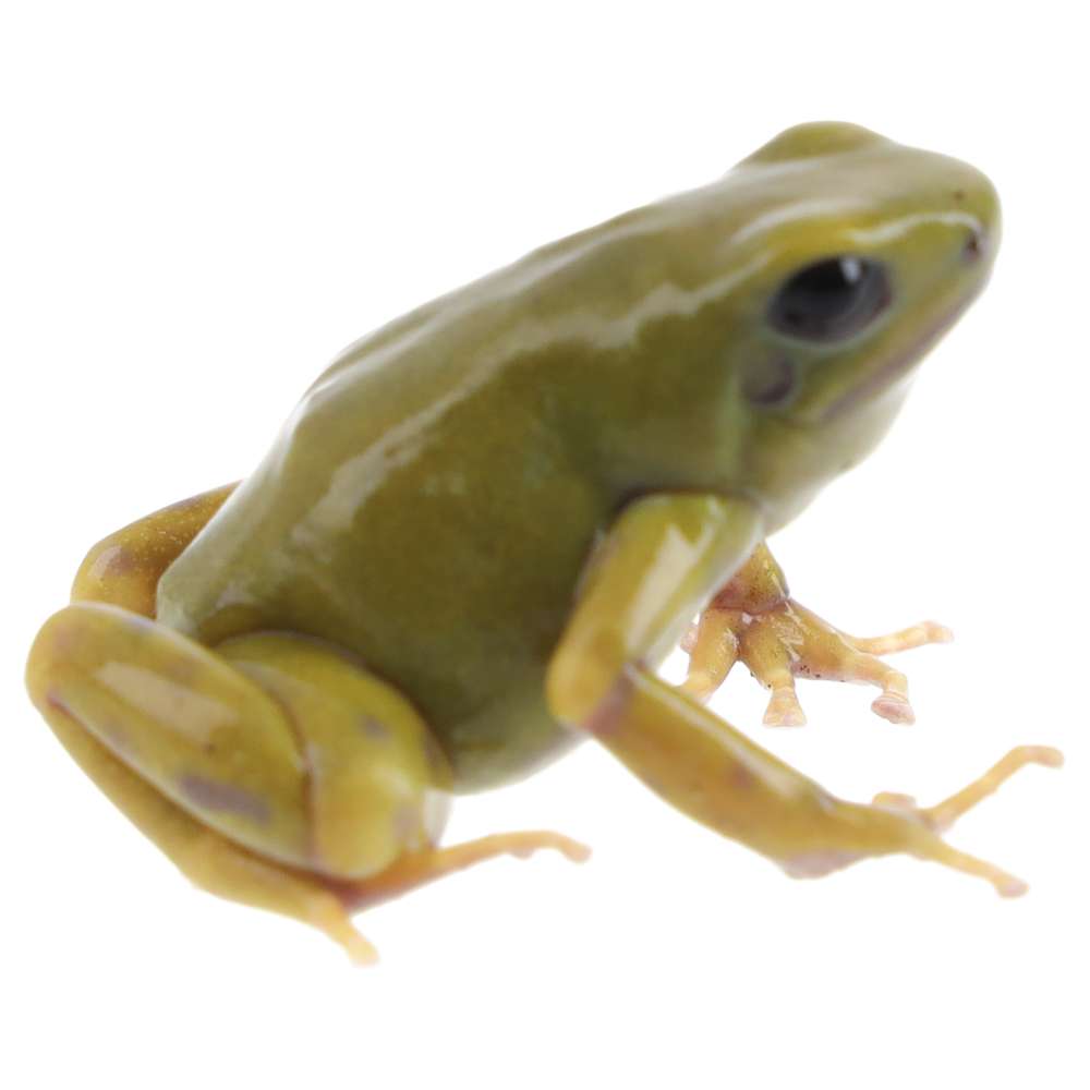 CB Green & Black Poison Arrow Frog 