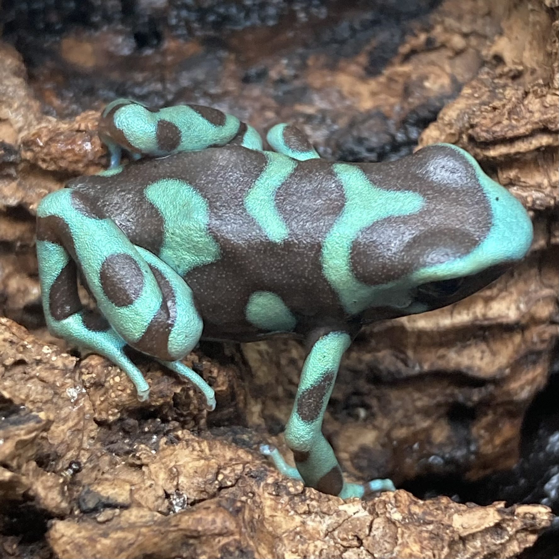 CB Green & Black Poison Arrow Frog 