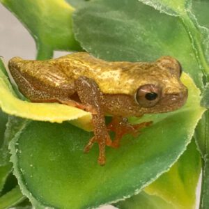 CB Clown Treefrog