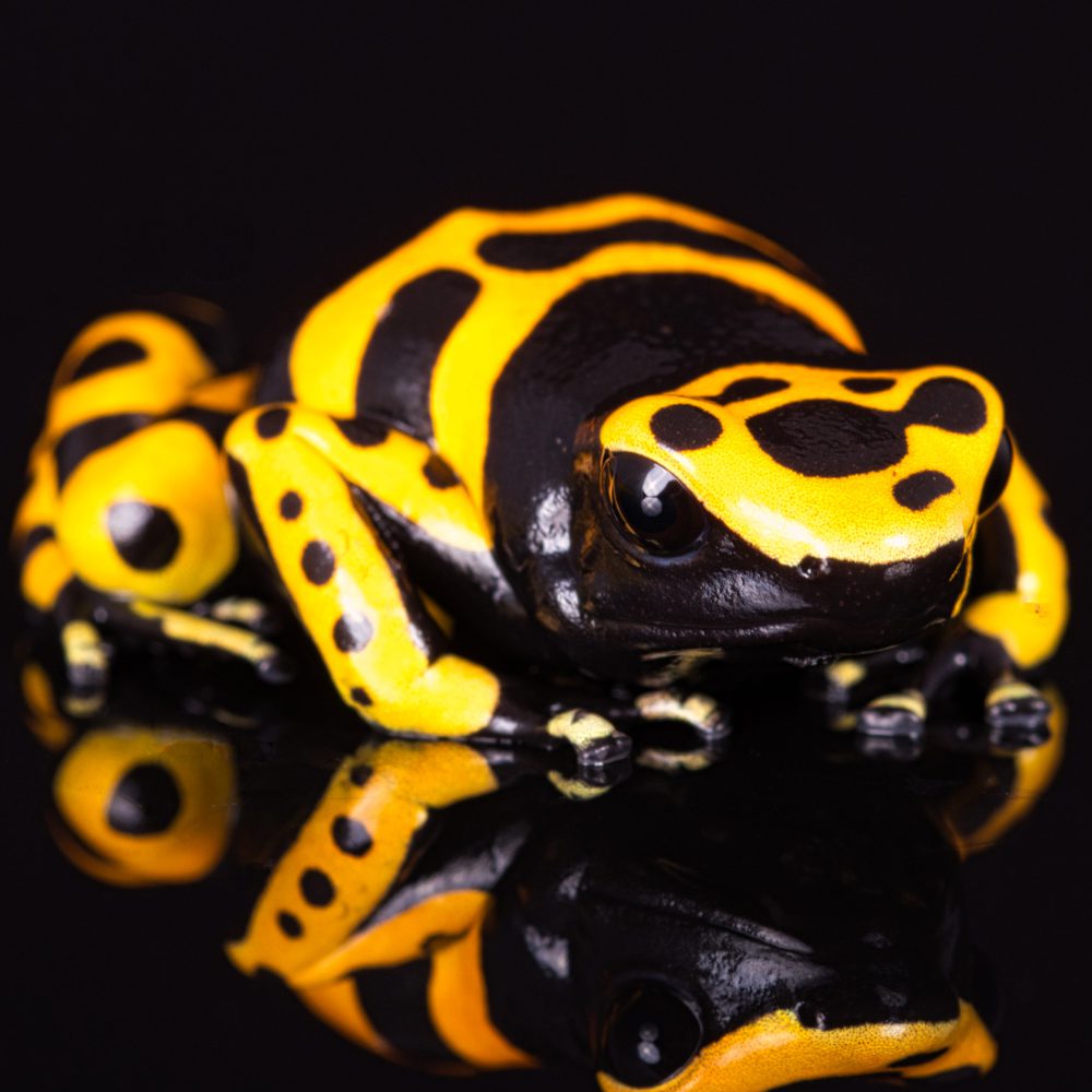 CB Yellow & Black Poison Arrow "BUNDLE OF 3"