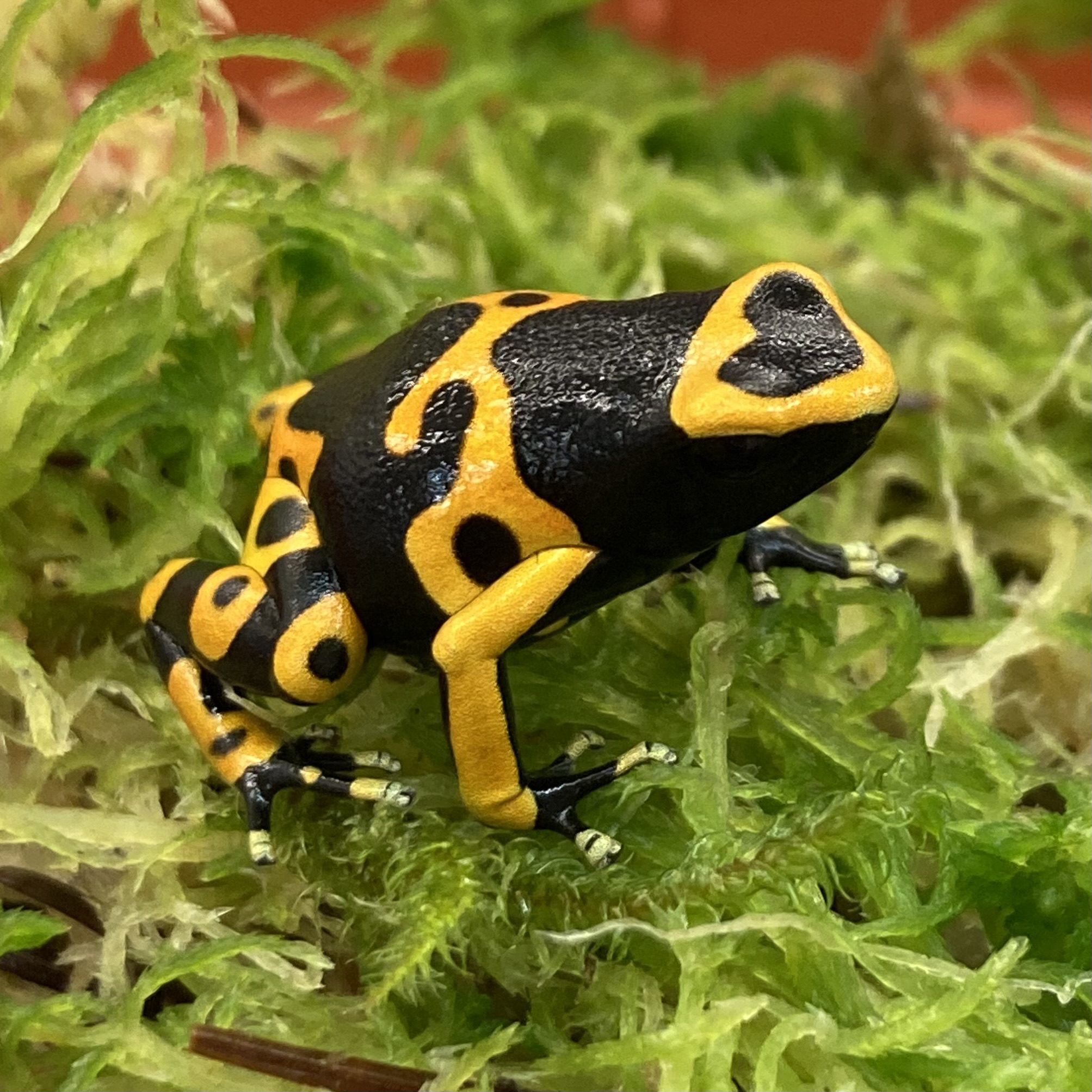 CB Yellow & Black Poison Arrow 