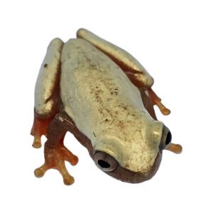 WC Clown Tree Frog Patternless