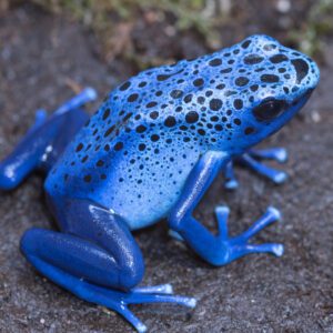 CB "AZUREUS" Poison Arrow Frog *BUNDLE OF 3*